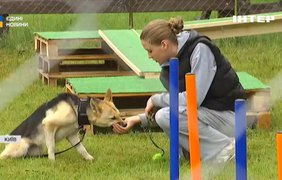 У Києві відкрили унікальний простір каністерапії для ветеранів