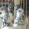 Голубиная выставка открылась в Мукачево